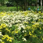 Masaya, Ciudad de las Flores, sus campos lo confirman nicaragua