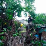 Tipitapa: Árbol cae sobre dos viviendas y deja daños meteriales nicaragua