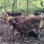 Concurso de la Vaca más Lechera en en departamento de Boaco nicaragua