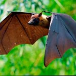 En Utah, Estados Unidos alertan sobre plagas de murciélagos en viviendas estados unidos