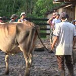 Programa de inseminación artificial mejora la calidad del ganado en Paiwas nicaragua