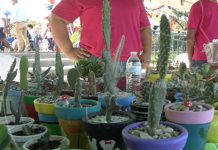 Da inicio la exitosa Feria de la Tierra en el parque Luis Alfonso Velásquez Flores managua
