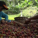Nicaragua destaca con un aumento del 6% en la producción de café nicaragua