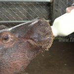 Fátima, bebé hipopótamo que es cuidada por el Zoológico Nacional nicaragua