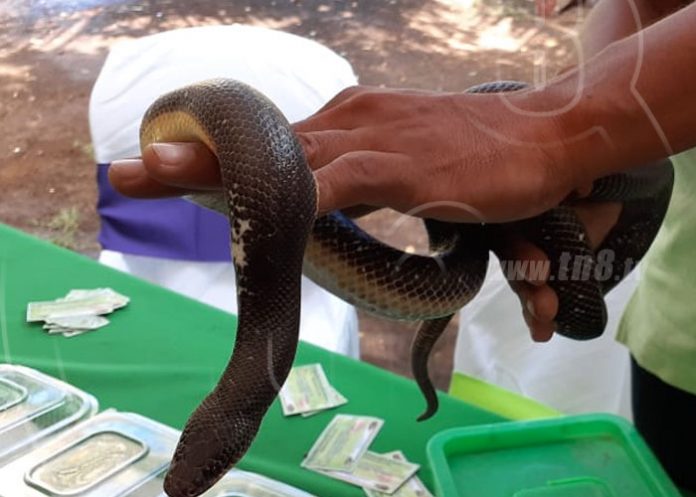 fauna-biodiversidad-3 nicaragua