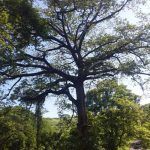 Nicaragua presentará plan para la prevención de incendios forestales nicaragua