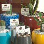 MEFCCA anuncia Feria de Plantas Exóticas en Nicaragua nicaragua