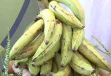 Invitan a la dinámica Feria del Plátano y sus Derivados nicaragua