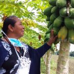 Nicaragua cuenta con nuevo fertilizante para la producción agrícola nicaragua