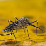 OMS: Epidemia de fiebre amarilla se cobra 172 vidas en Nigeria nigeria