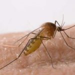 Aumenta a 18 los casos de fiebre del Nilo Occidental en Miami estados unidos