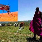 Mueren 16 personas en Mauritania infectadas por la fiebre del Valle del Rift mauritania