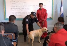 Curso técnico de entrentamiento canino en el Sistema Penitenciario de Tipitapa nicaragua