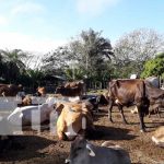 Resultados efectivos en el hato ganadero en Río San Juan nicaragua