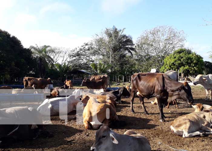 finca-2_2G5iHtz nicaragua