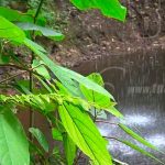 Las razones para que tu próximo destino sea finca Las Nubes en Río San Juan nicaragua
