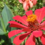 Finca Santa Julia te invita a conocerla en La Paz de Carazo nicaragua