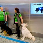 Finlandia utiliza perros detecta-coronavirus en aeropuerto finlandia