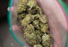 Petición para legalizar marihuana en Florida logra 100.000 firmas estados unidos