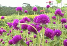 Catarina, tierra de las flores que dinamizan economía nicaragua