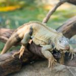 Pronostican «lluvia de iguanas» en el sur de Florida por bajas temperaturas estados unidos