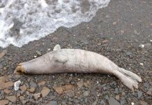 Aparecen 60 focas muertas en las costas de Alaska alaska