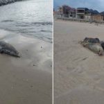Descubren más de 200 focas muertas en las playas del mar Caspio rusia