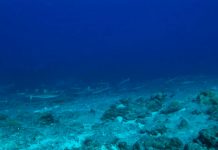 Pez que «camina» en el fondo marino desafía una teoría