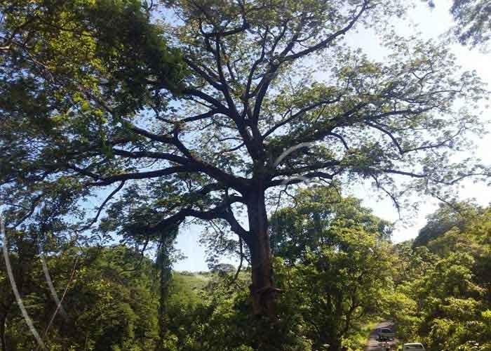 fondo-verde-clima-123 nicaragua