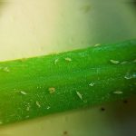 Mira los nuevos y diminutos bichitos que descubrieron científicos argentinos trips