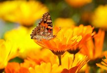 Secuencian ADN del polen que llevan insectos para descubrir sus migraciones mariposa