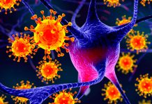 ¿Existe relación entre el Herpes y el Alzheimer? virus