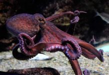 Consiguen reproducir el pulpo en cautividad tras 20 años de investigaciones pulpo
