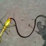 cibernautas sorprendidos