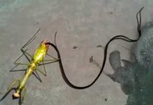 cibernautas sorprendidos