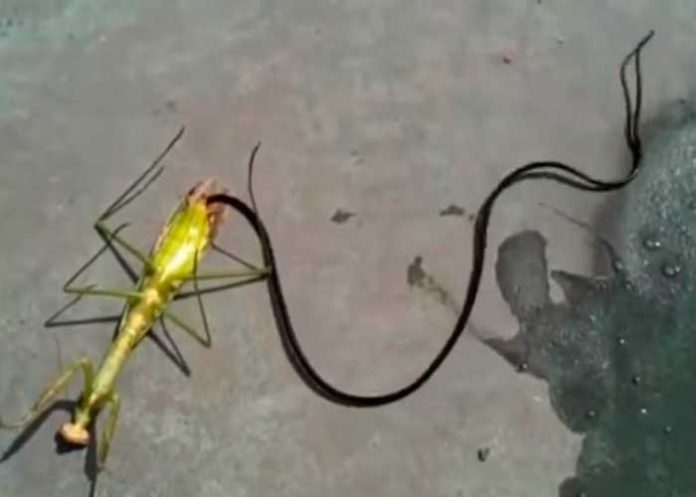 cibernautas sorprendidos