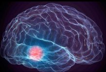 Descubren una molécula que detiene la neurodegeneración del párkinson cerebro