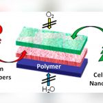 De esto está hecho el material para reemplazar las cajas de plástico ciencia