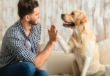 Existen personas que aman más a sus perros que a las personas perros