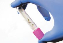 Según científicos la cura contra pulgas podría prevenir zika y malaria ciencia