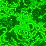 proceso de fotosintesis