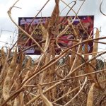 INTA libera variedad de frijol rojo resistente a la extrema sequía nicaragua