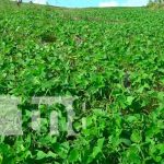 Productores de frijoles optimistas con la cosecha en el Caribe Norte nicaragua