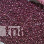 Nicaragua registra crecimiento del 4.6% en la producción de frijoles nicaragua