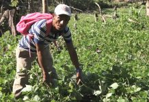 Productores indígenas optimistas con la producción de frijoles nicaragua