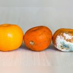 Riesgo total cortar la parte podrida de la fruta y comer el resto salud