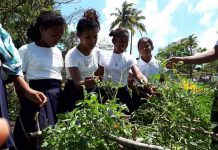 MEFCCA junto al MINED implementan huertos escolares en Bilwi nicaragua