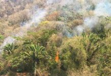 Incendio arrasa con 30 hectáreas de bosque en Colombia colombia