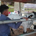 El Jícaro: XIV Feria Ganadera busca mejorar la genética del hato