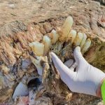 Restos de una corpulenta criatura marina sin cabeza emergen en costas de Gales reino unido